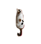 猫と犬の日常（個別スタンプ：3）