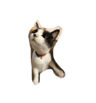 猫と犬の日常（個別スタンプ：4）
