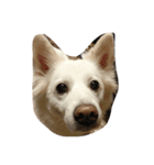 猫と犬の日常（個別スタンプ：5）