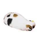 猫と犬の日常（個別スタンプ：6）