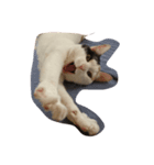 猫と犬の日常（個別スタンプ：8）