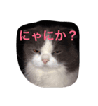にゃんかわいい（個別スタンプ：3）