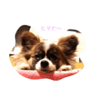 パピヨンのピー（個別スタンプ：3）