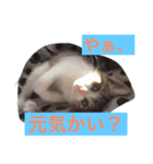 みんなの自由なペットたち。(飼い主似)（個別スタンプ：3）