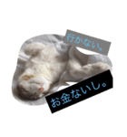 みんなの自由なペットたち。(飼い主似)（個別スタンプ：7）