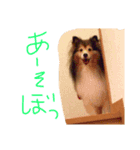 シェルティ（個別スタンプ：8）