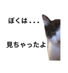 猫ちゃんLIFE（個別スタンプ：2）