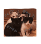 猫ちゃんLIFE（個別スタンプ：3）