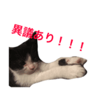 猫ちゃんLIFE（個別スタンプ：4）