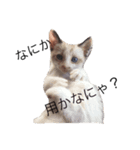 猫ちゃんLIFE（個別スタンプ：6）