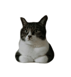 猫の手も借りたいシリーズ（個別スタンプ：1）
