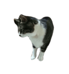猫の手も借りたいシリーズ（個別スタンプ：2）