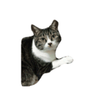 猫の手も借りたいシリーズ（個別スタンプ：3）