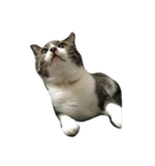 猫の手も借りたいシリーズ（個別スタンプ：4）