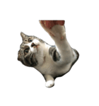 猫の手も借りたいシリーズ（個別スタンプ：5）