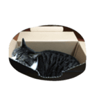 猫の手も借りたいシリーズ（個別スタンプ：6）
