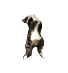 猫の手も借りたいシリーズ（個別スタンプ：7）