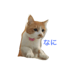 かわいいねこちゃんのスタンプ（個別スタンプ：1）