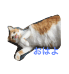 かわいいねこちゃんのスタンプ（個別スタンプ：2）