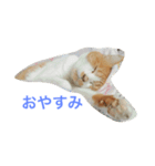 かわいいねこちゃんのスタンプ（個別スタンプ：3）