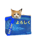かわいいねこちゃんのスタンプ（個別スタンプ：4）