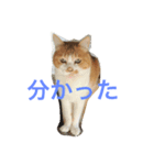 かわいいねこちゃんのスタンプ（個別スタンプ：5）