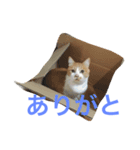 かわいいねこちゃんのスタンプ（個別スタンプ：6）