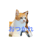 かわいいねこちゃんのスタンプ（個別スタンプ：7）