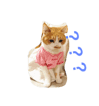 かわいいねこちゃんのスタンプ（個別スタンプ：8）