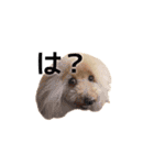 わたげ日和（個別スタンプ：1）
