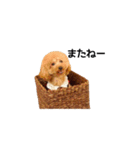 わたげ日和（個別スタンプ：21）