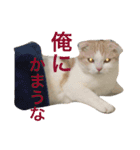 みぞれの日常（個別スタンプ：2）