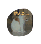 みぞれの日常（個別スタンプ：5）