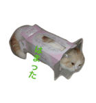 みぞれの日常（個別スタンプ：8）