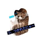 家族にニャー♪（個別スタンプ：4）
