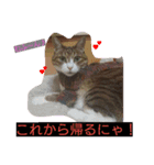 家族にニャー♪（個別スタンプ：5）