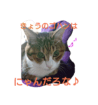 家族にニャー♪（個別スタンプ：6）