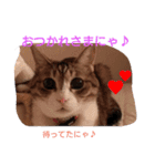 家族にニャー♪（個別スタンプ：8）