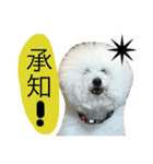 トイプードルタアメです！(続)（個別スタンプ：3）