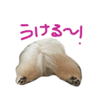 トイプードルタアメです！(続)（個別スタンプ：4）