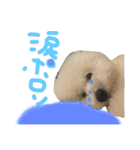 トイプードルタアメです！(続)（個別スタンプ：10）