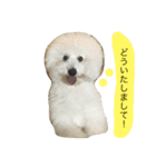 トイプードルタアメです！(続)（個別スタンプ：12）