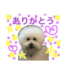 トイプードルタアメです！(続)（個別スタンプ：13）