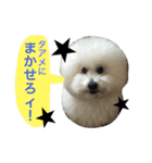 トイプードルタアメです！(続)（個別スタンプ：16）