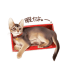 猫すたんぷアビシニアン（個別スタンプ：1）