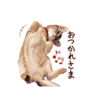 猫すたんぷアビシニアン（個別スタンプ：3）