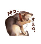 猫すたんぷアビシニアン（個別スタンプ：5）