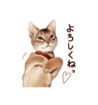 猫すたんぷアビシニアン（個別スタンプ：6）