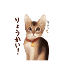 猫すたんぷアビシニアン（個別スタンプ：7）