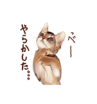 猫すたんぷアビシニアン（個別スタンプ：11）